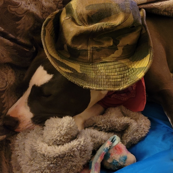 Meet your Posher, Gabriel - Picture 11 of 16